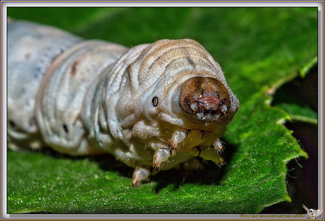 Chenille de BOMBYX